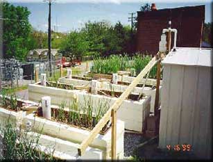 Wetland Cells