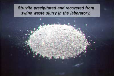 Struvite